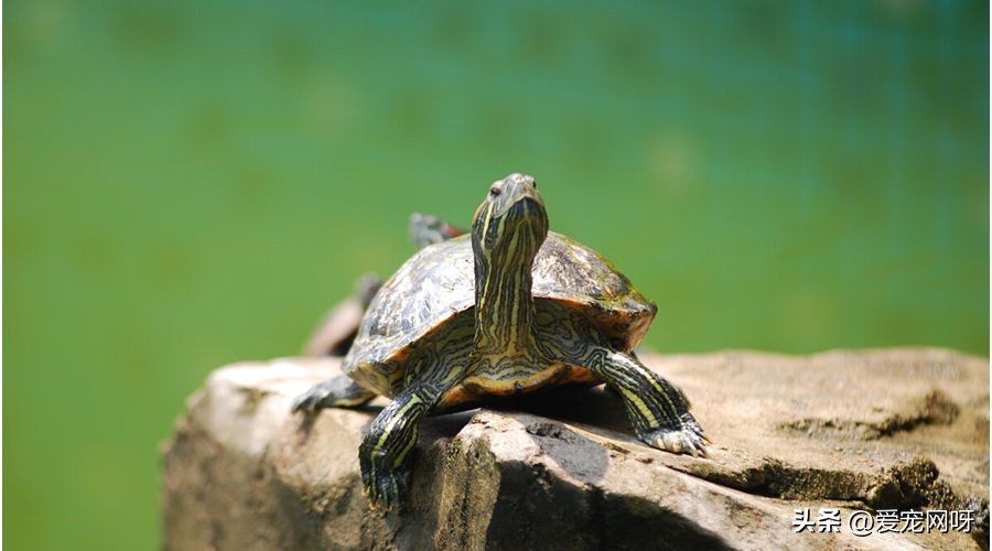 金线吊乌龟的盆栽技巧及注意事项,冬眠乌龟醒了需要注意事项