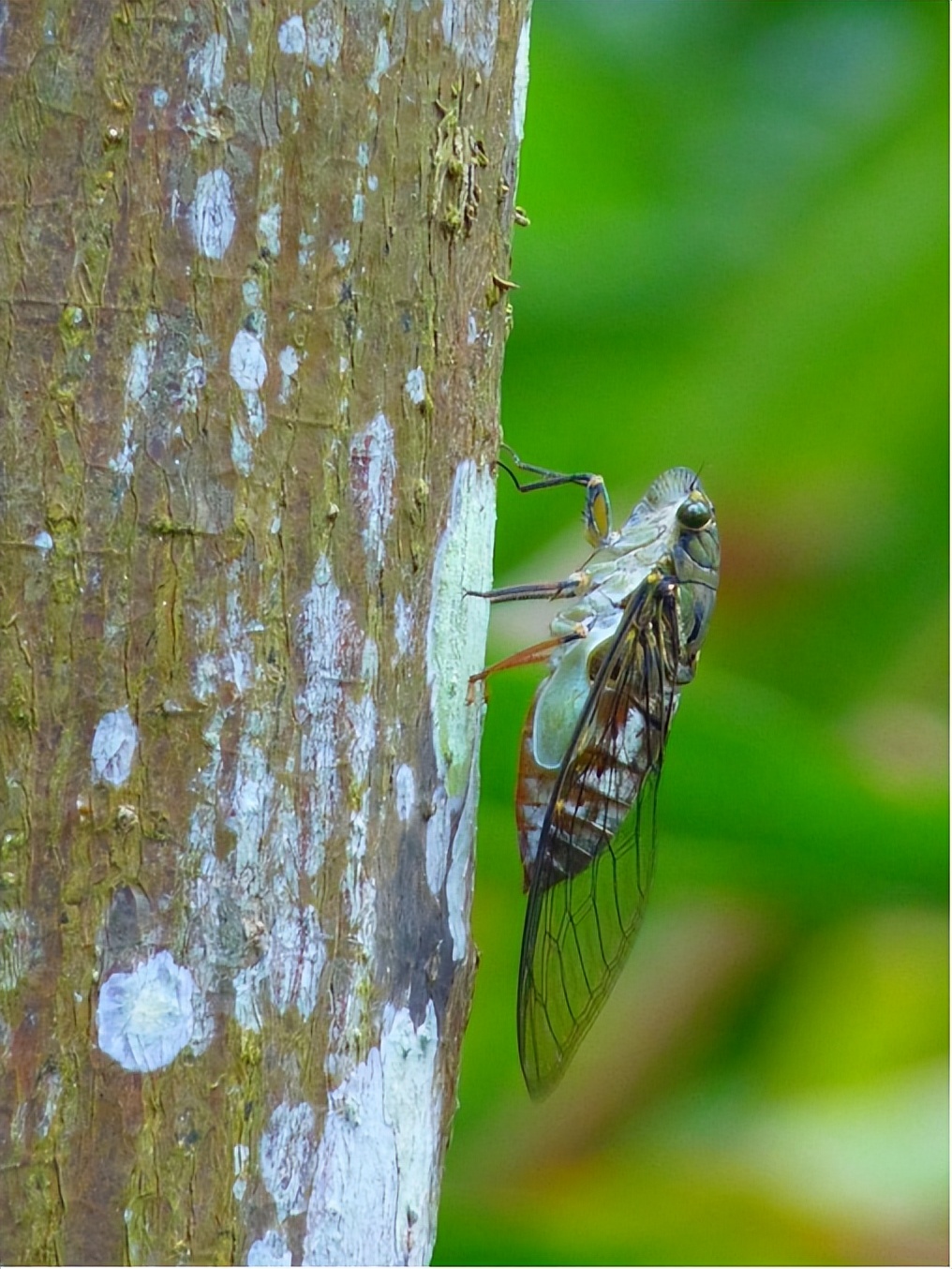 为什么鸟喜欢在白车上拉黑屎，黑车上拉白屎？