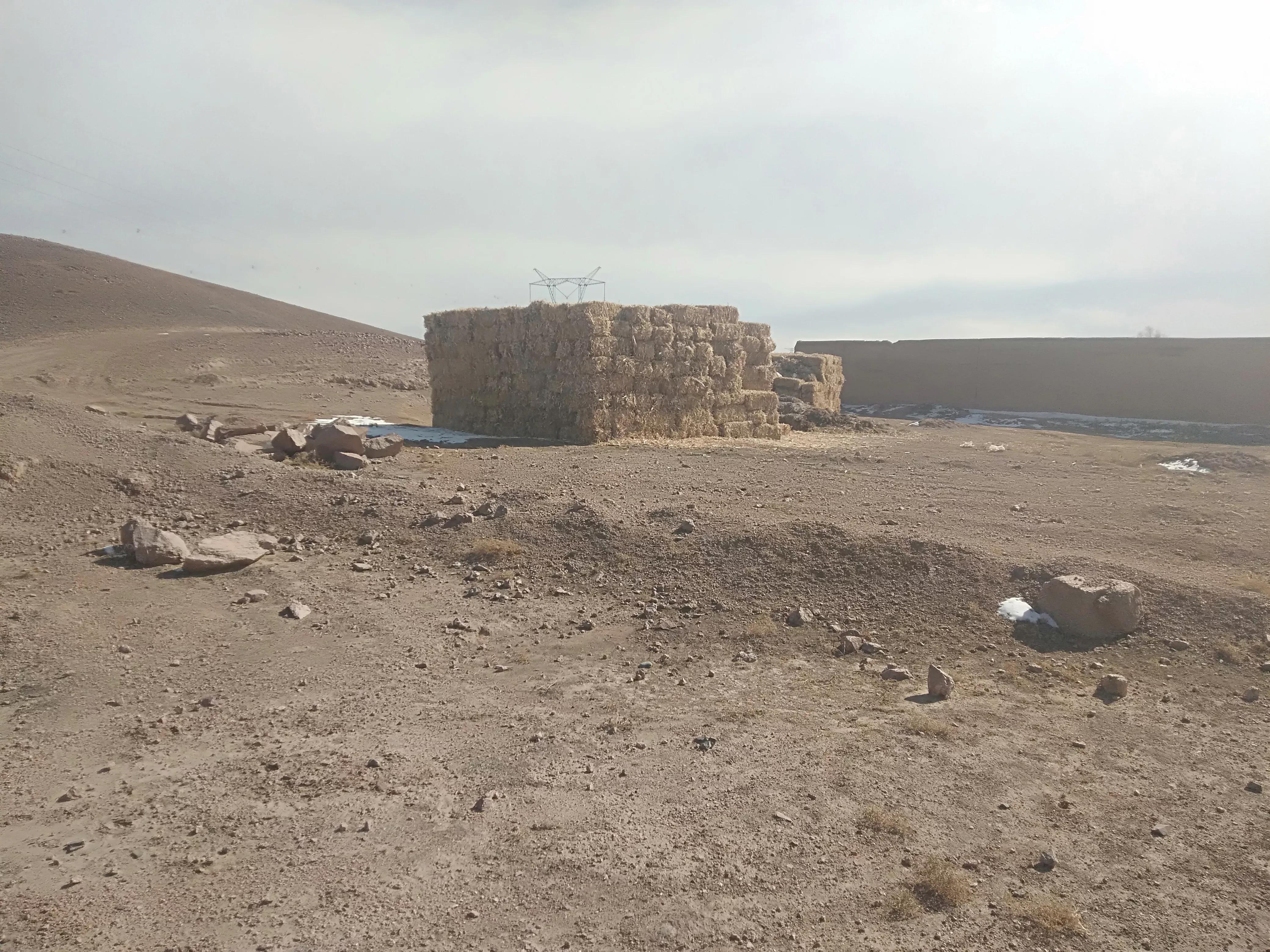 养羊一年赚5万得养多少只羊,养羊多少只一年能赚20万