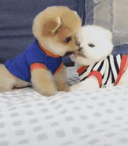 狗狗奇葩的几种交配方式,真的让人大开眼界