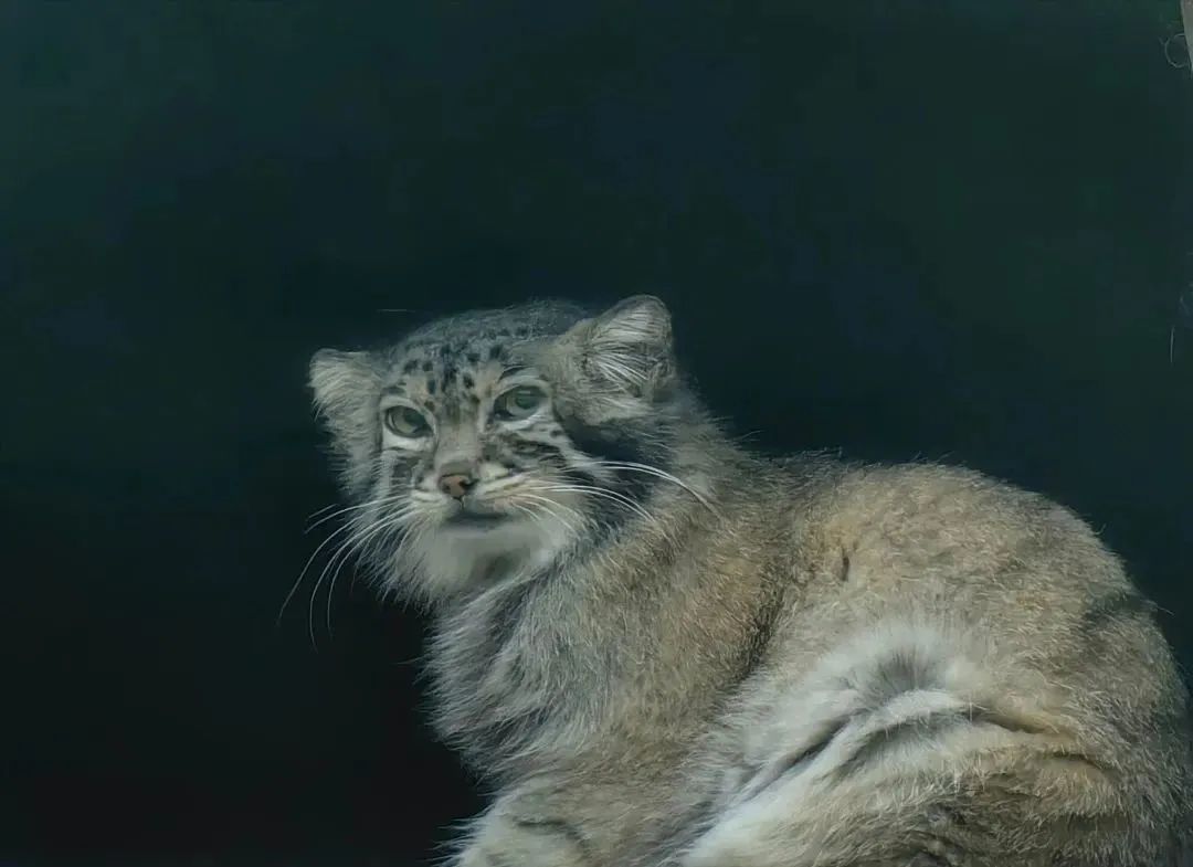 凌晨两点开始排队，年轻人怎么爱上了动物园？