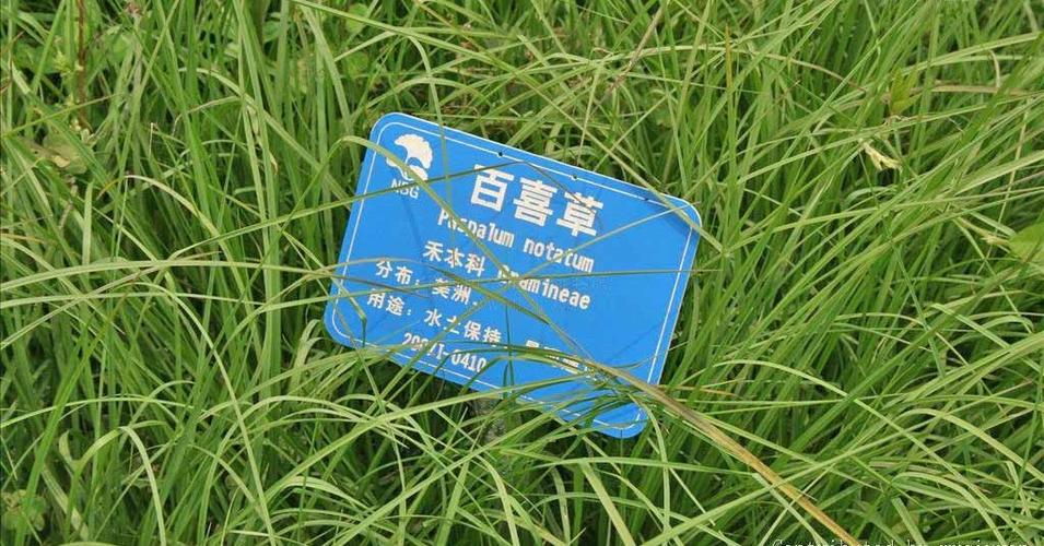 放牧强度对百喜草变草响应的影响