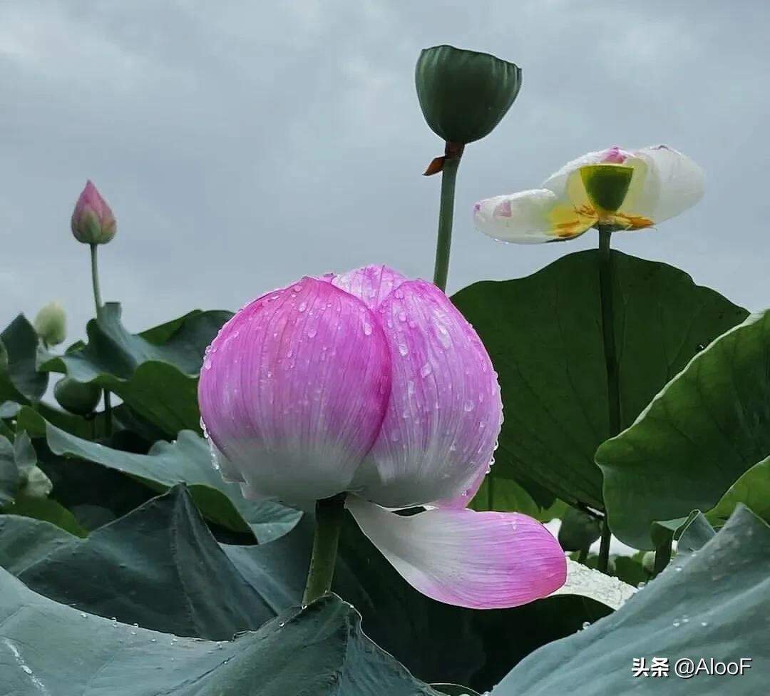 唯美的荷花壁纸,唯美荷花水墨画