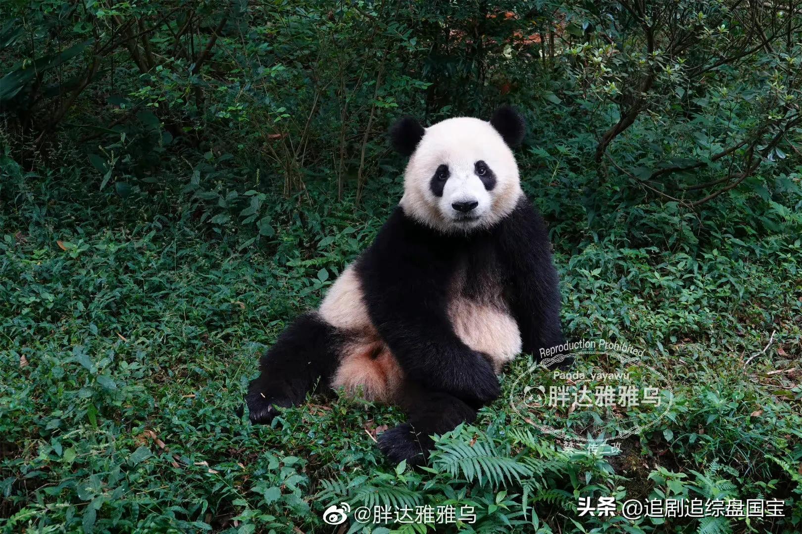 大熊猫金双金喜,大熊猫金喜金双