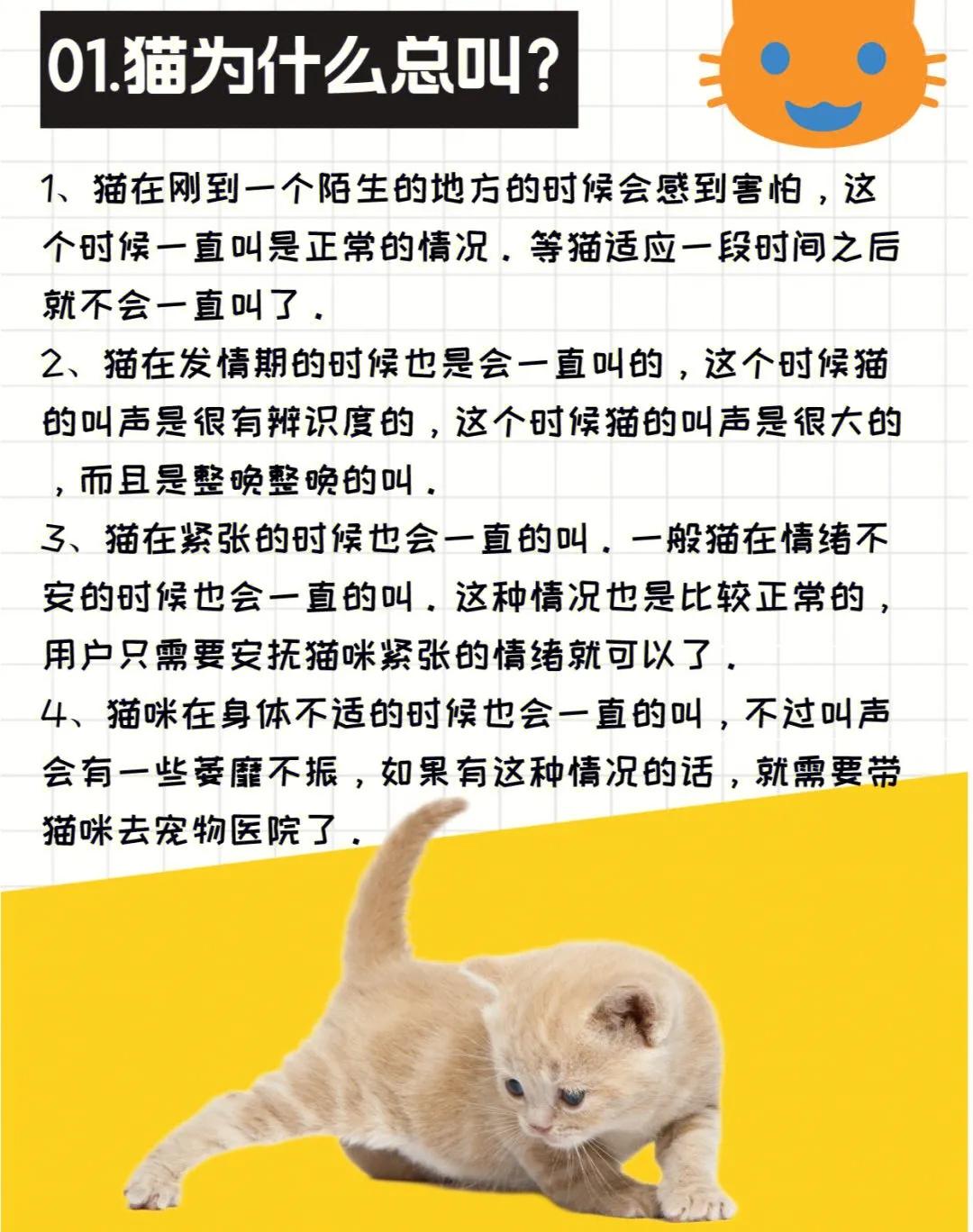 猫咪为什么总是叫人陪它吃饭,猫咪一直看着你叫是什么意思