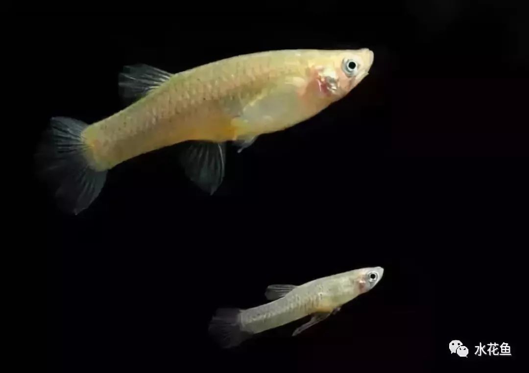 鱼眼睛白内障,鱼眼睛疾病