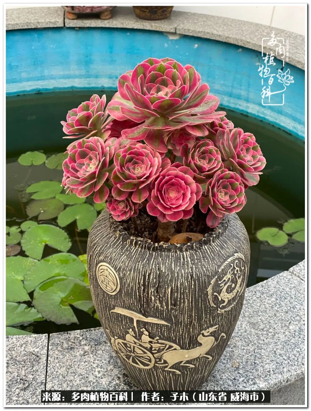 法师多肉成长史,法师多肉新手教程