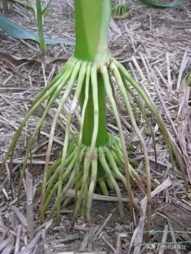 登海618玉米种品种简介,登海种业玉米种哪个品种高产