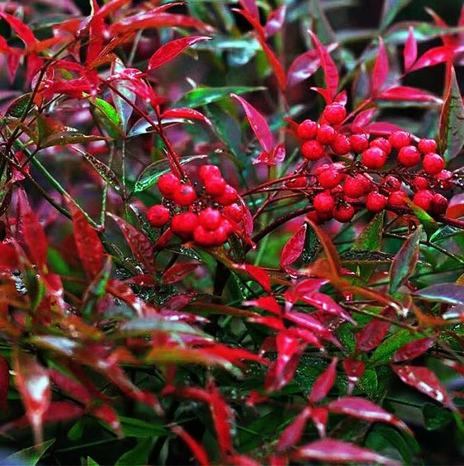 现代风好养的绿植搭配,好养简约风家里绿植