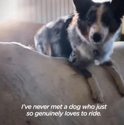 边牧和澳牧的混血狗狗,漂亮狗狗澳牧