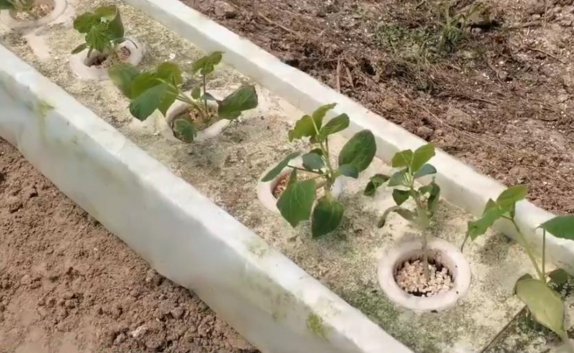 营养土种植蔬菜怎么施肥,如何种植无土蔬菜视频