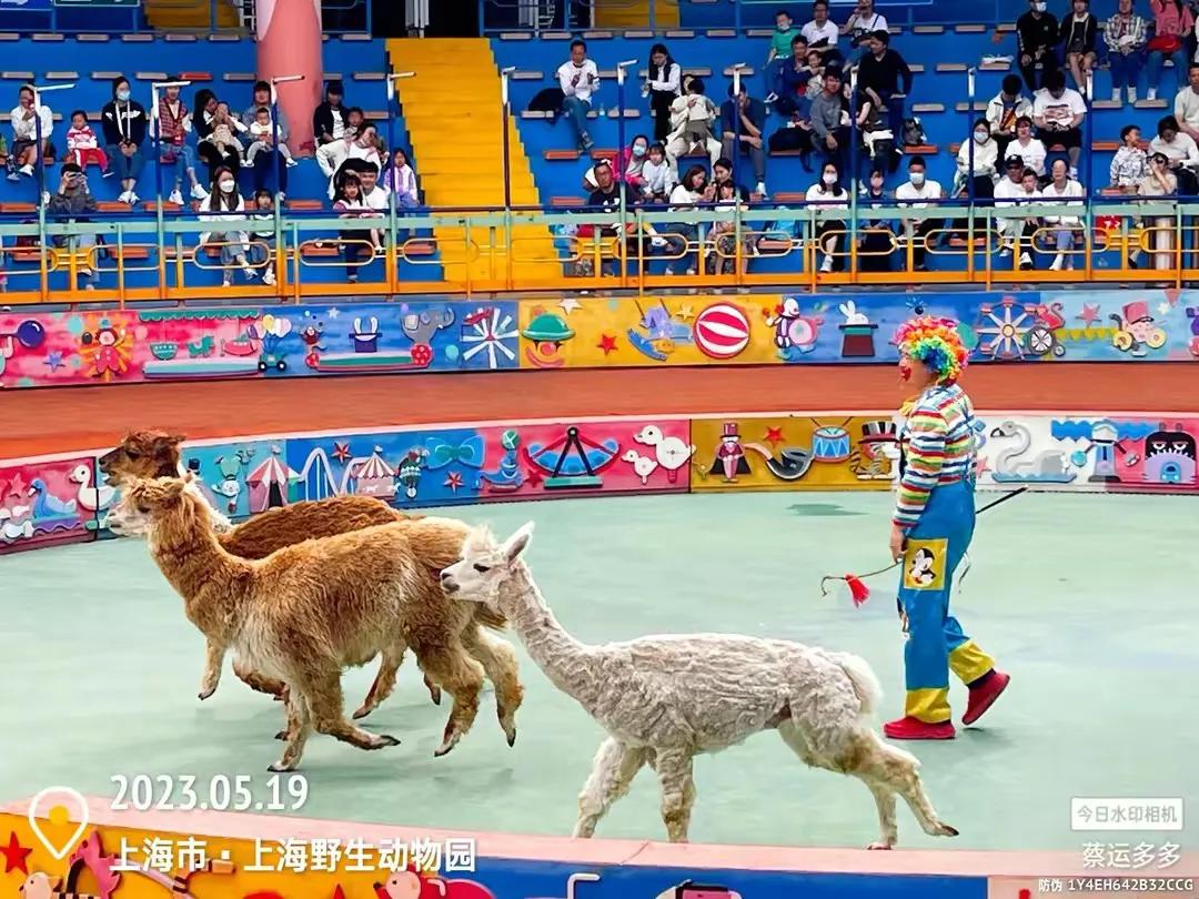 上海野生动物园和上海动物园,上海野生动物园过年营业时间