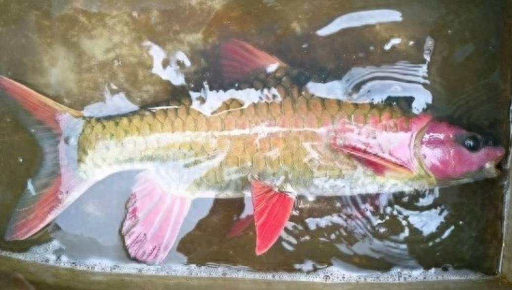 澜沧江江底探秘,澜沧江探源记