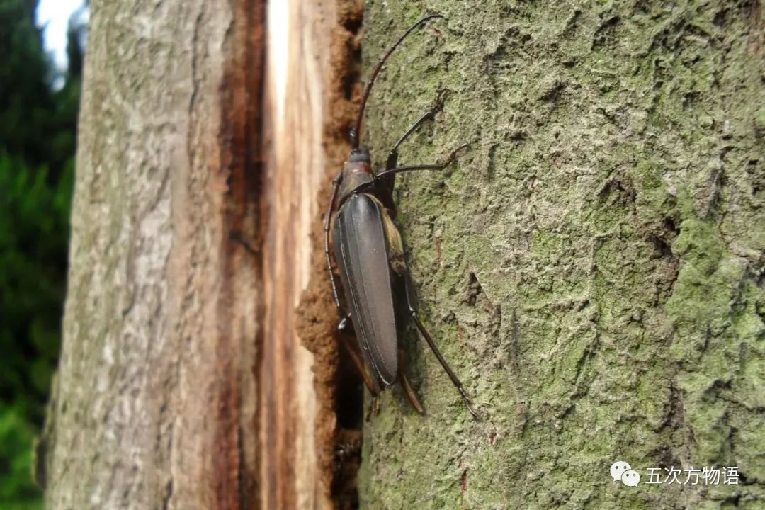 中国天牛图鉴,天牛全程图鉴