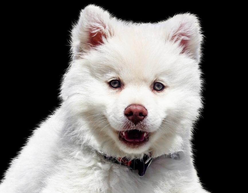 养宠物狗对孩子有好处吗,养宠物的好处和道理