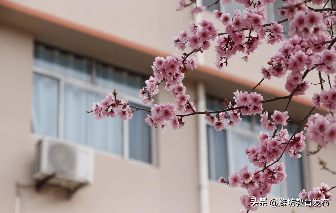 美！潍坊校园春景强势来袭