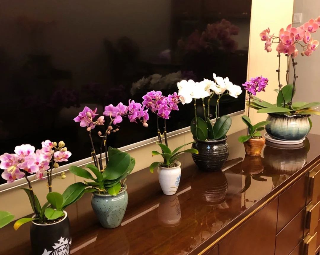 养花浇水你必须知道的浇水技巧,养花只浇水越养越不美