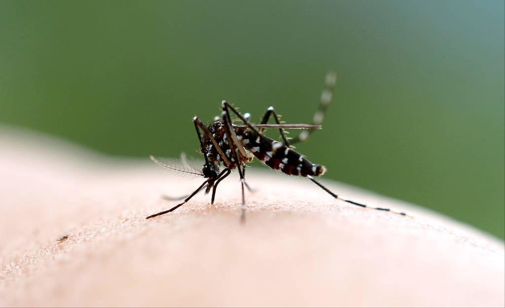 为什么蚊子这几年频繁出现,蚊子是怎么突然出现的