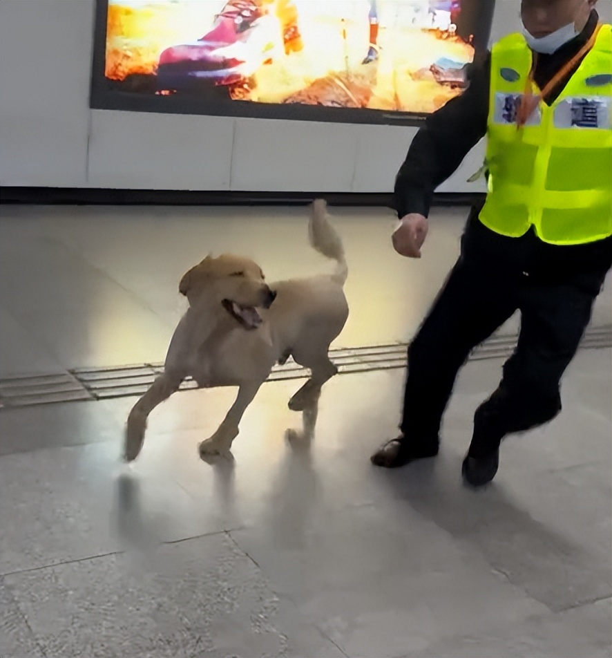 金毛误入地铁站后续,金毛闯地铁