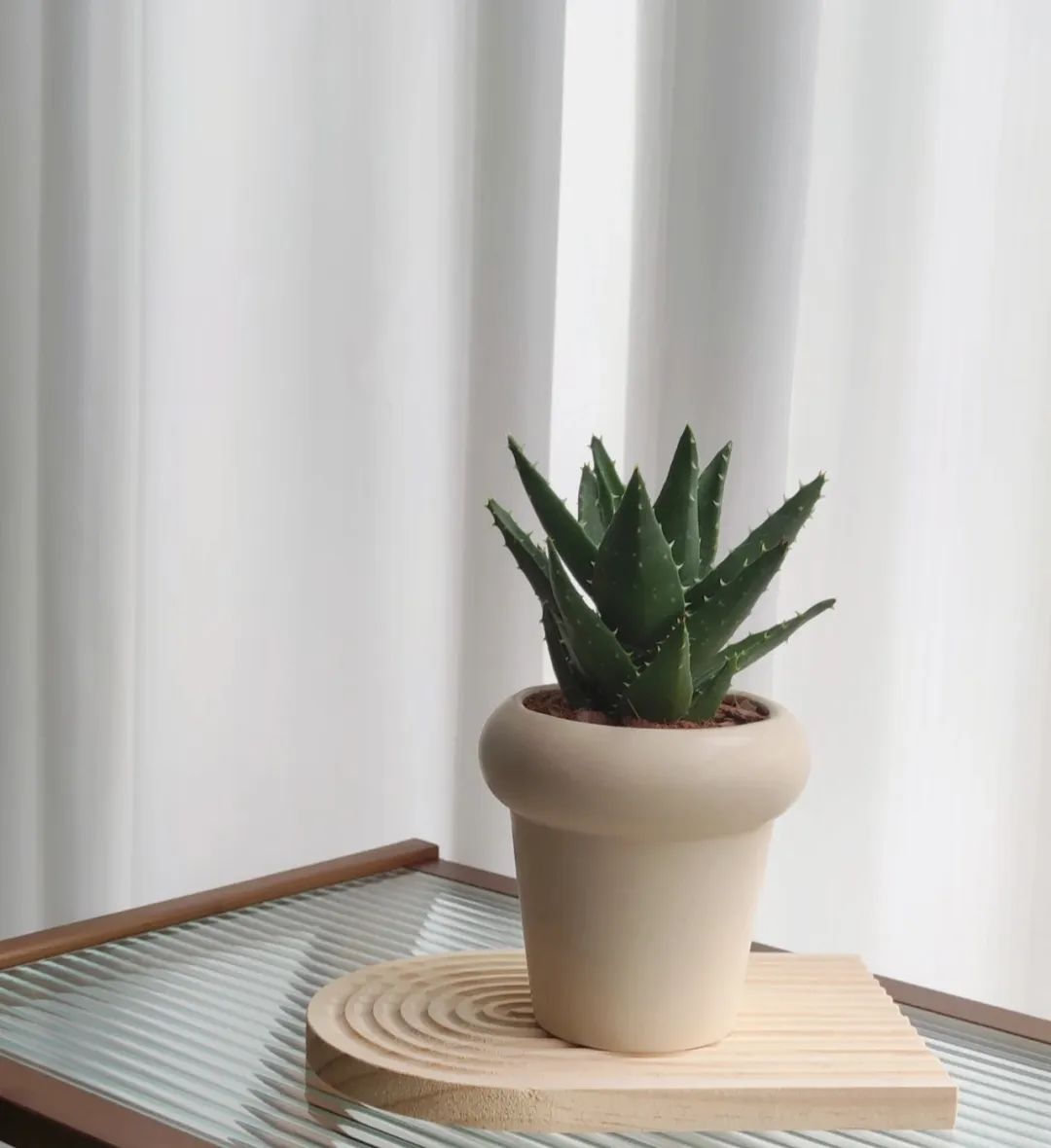 3种花是懒人养花首选,人养花花养人的含义