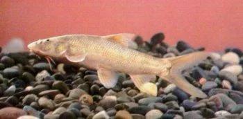 中国常见的淡水鱼全部图片,史上最全的淡水鱼图集