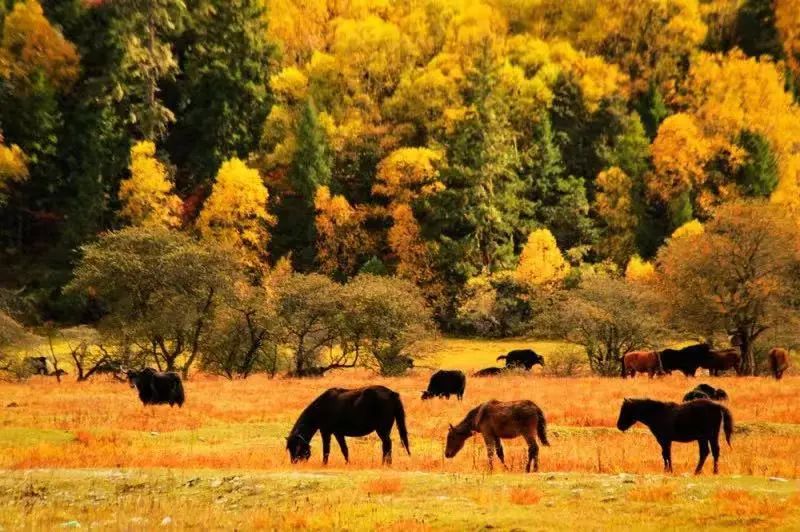 最美西藏十大景点,藏北旅游景点推荐