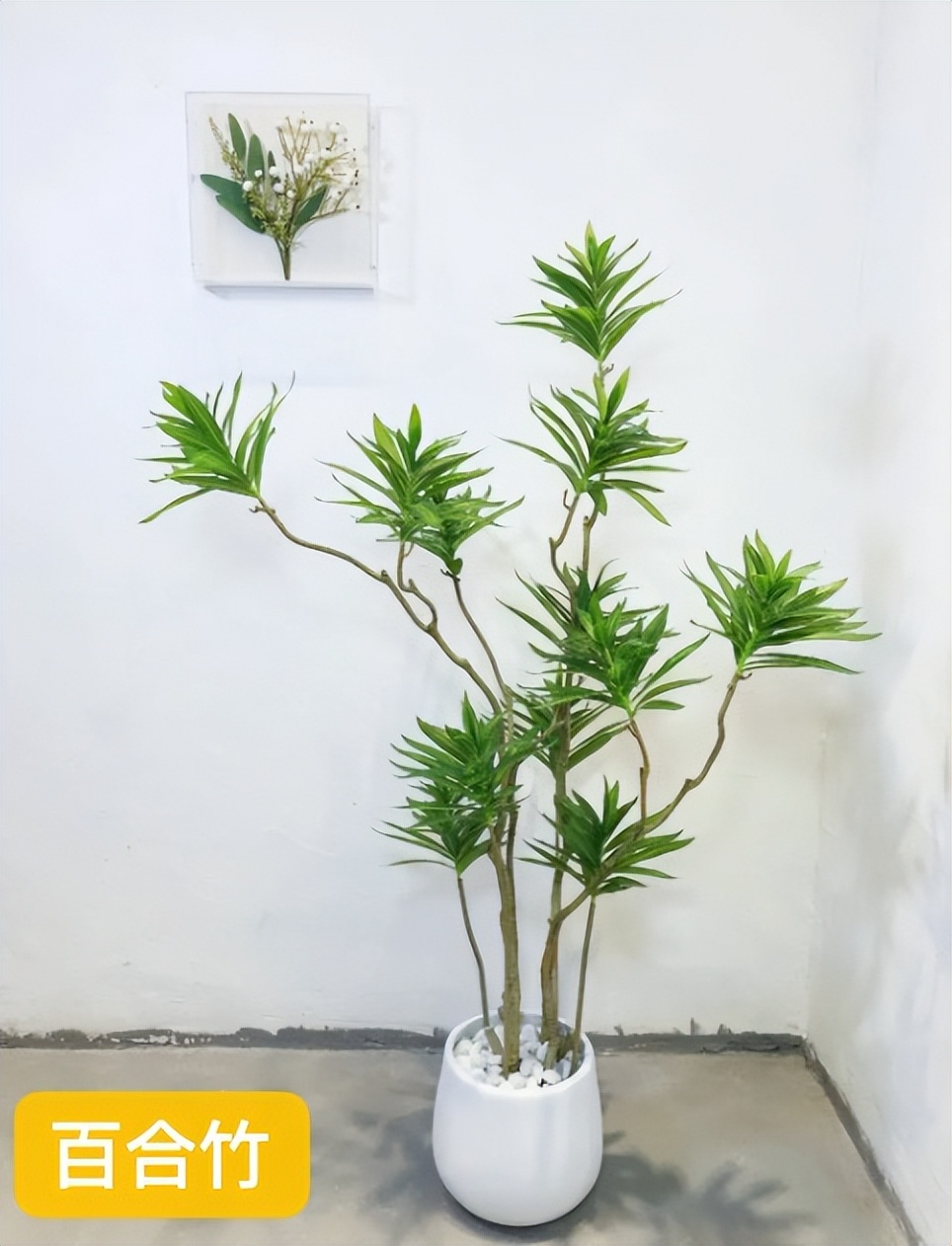 哪种绿植寓意好又好养活,室内寓意较好的好养的大型绿植