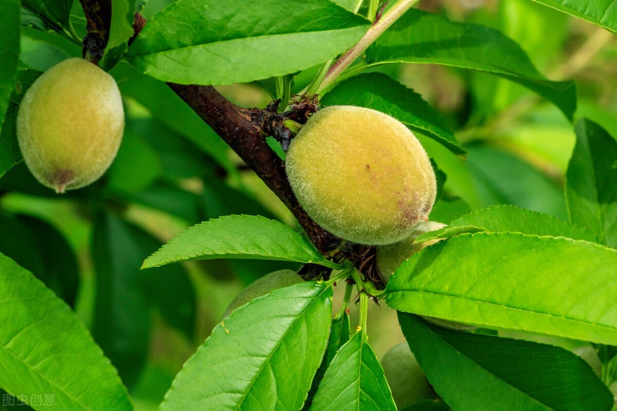 新疆旅游必吃的5样美食,旅游必吃的十大美食