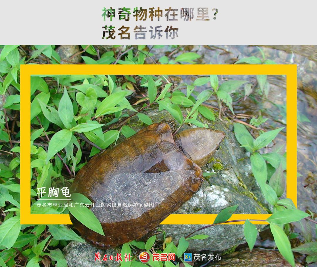 浙江神奇物种,茂名发现新物种