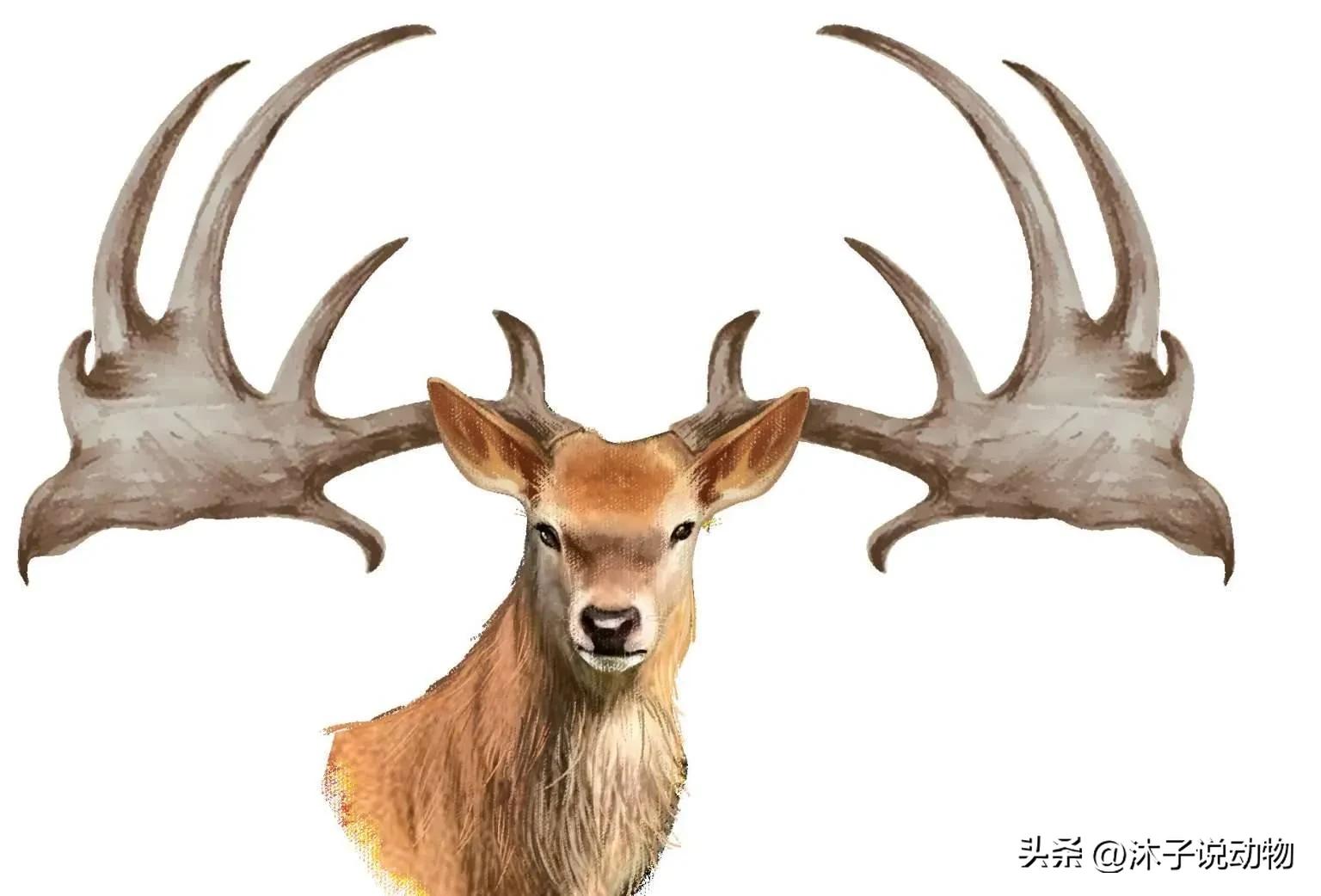 大角鹿灭绝,巨大角鹿灭绝了多少年