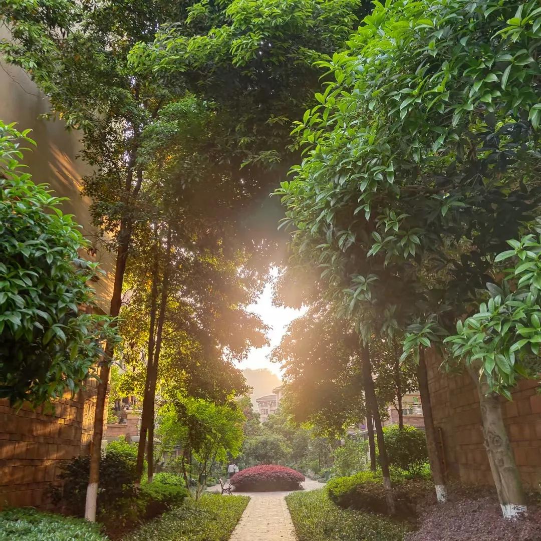 小区的景色的作文100字,小区环境的变化的作文