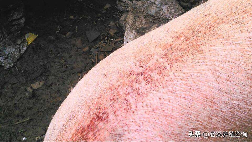 猪全身发白的最佳治疗方法,猪身上发白发黄是什么病怎么治疗