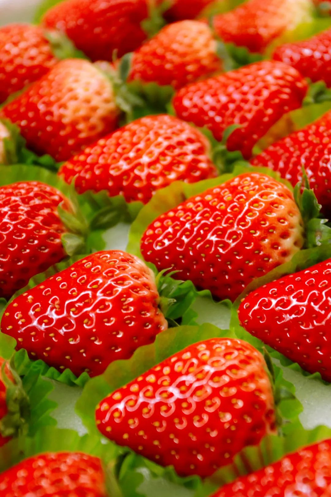 东港草莓,东港草莓市场份额