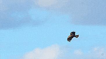 哪些鸟是猛禽,什么鸟属于猛禽