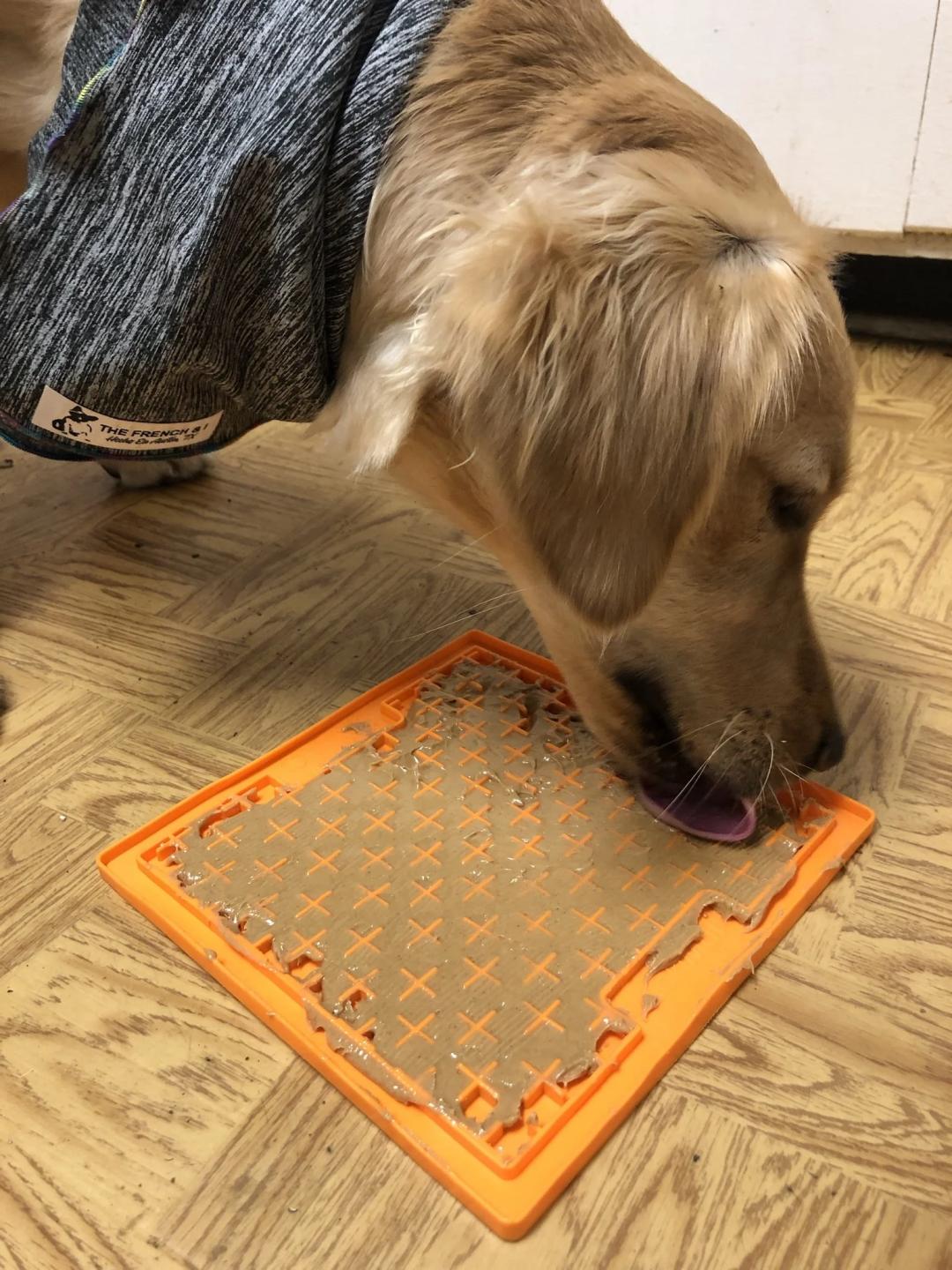 夏天天气很热猫和狗怎么养,为什么猫狗夏天不热