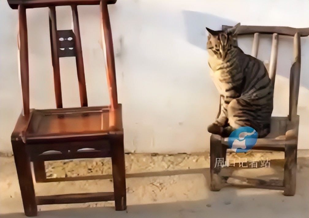 泪目！那只19岁的老猫绝食自杀了