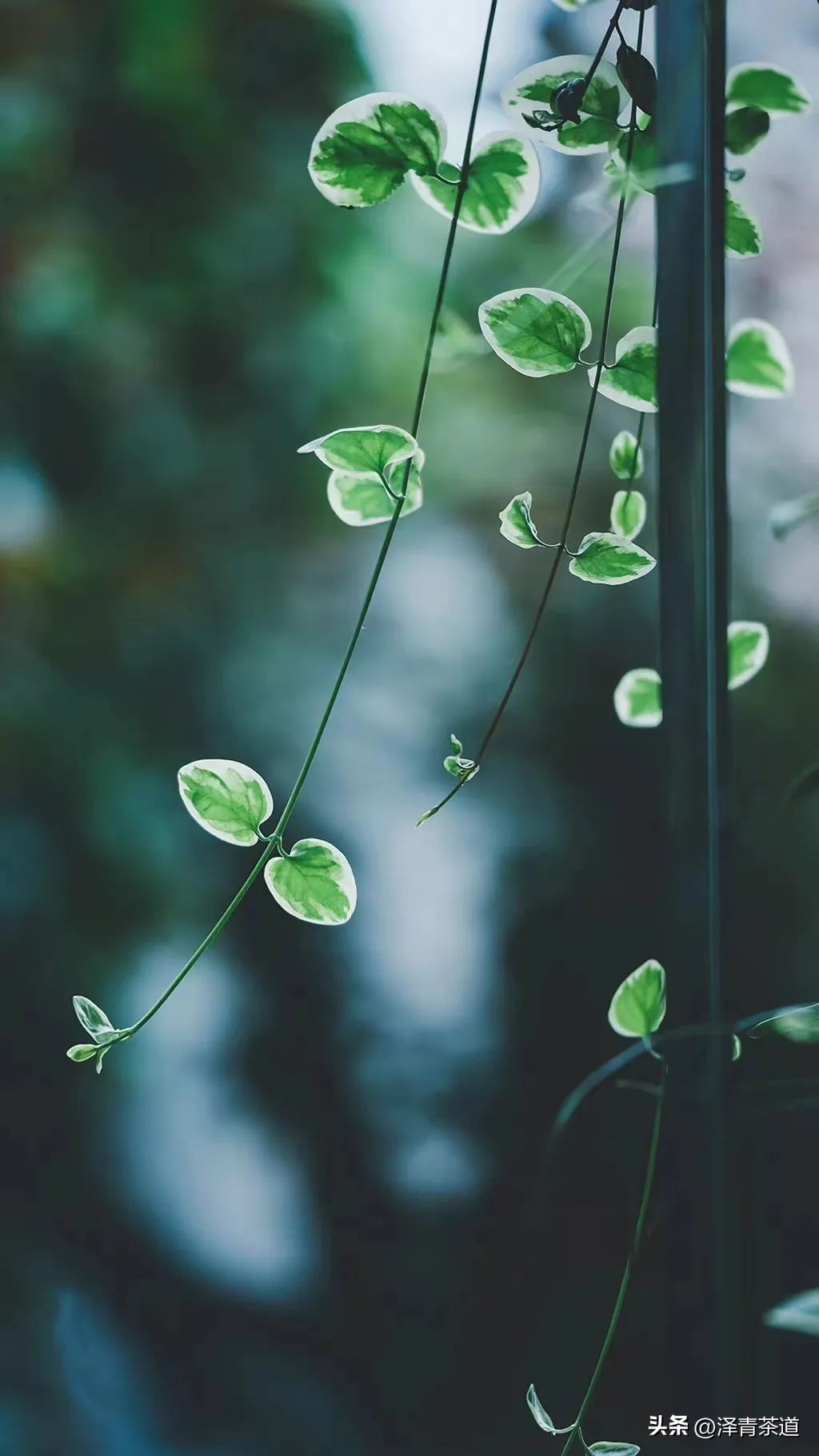 端午节如何吃粽子喝茶更健康,端午节吃粽子搭配茶解腻更健康