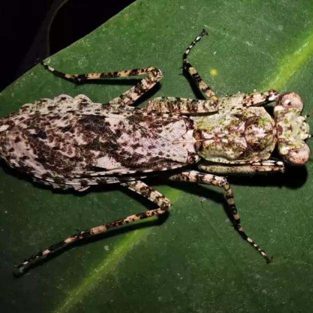 螳螂吃掉自己丈夫的头,螳螂为什么吃掉配偶螳螂吃蛇