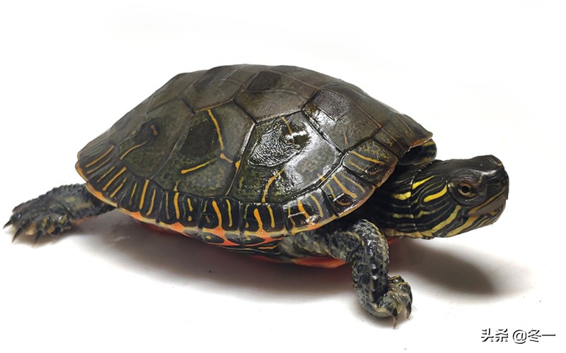 新手养龟的基本知识,入门养龟用什么龟缸