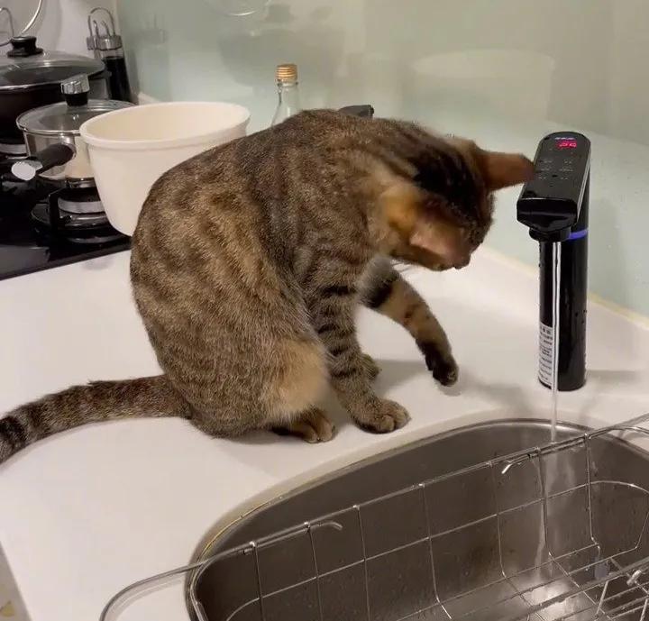 猫咪为什么爱喝铲屎官的水,猫喝流水