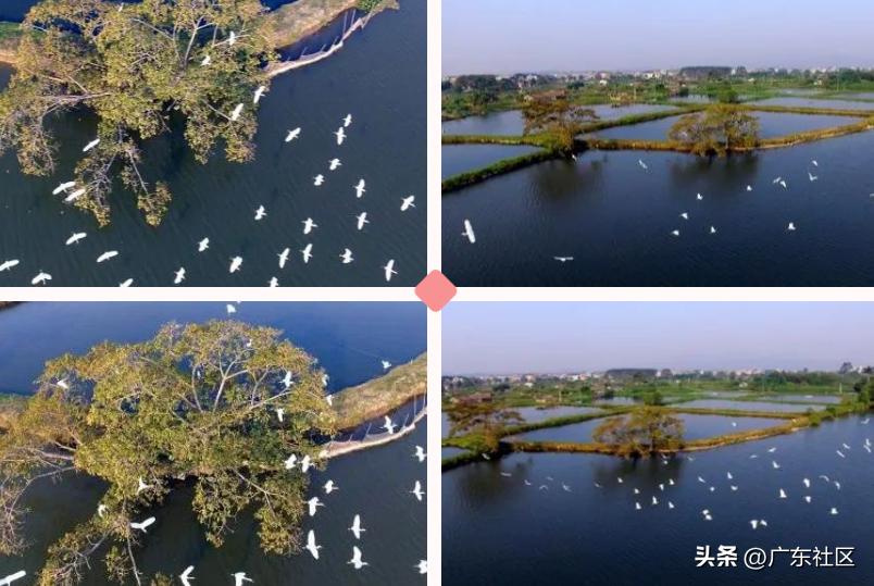 春季国内观鸟热门地,这份观鸟地图请收好