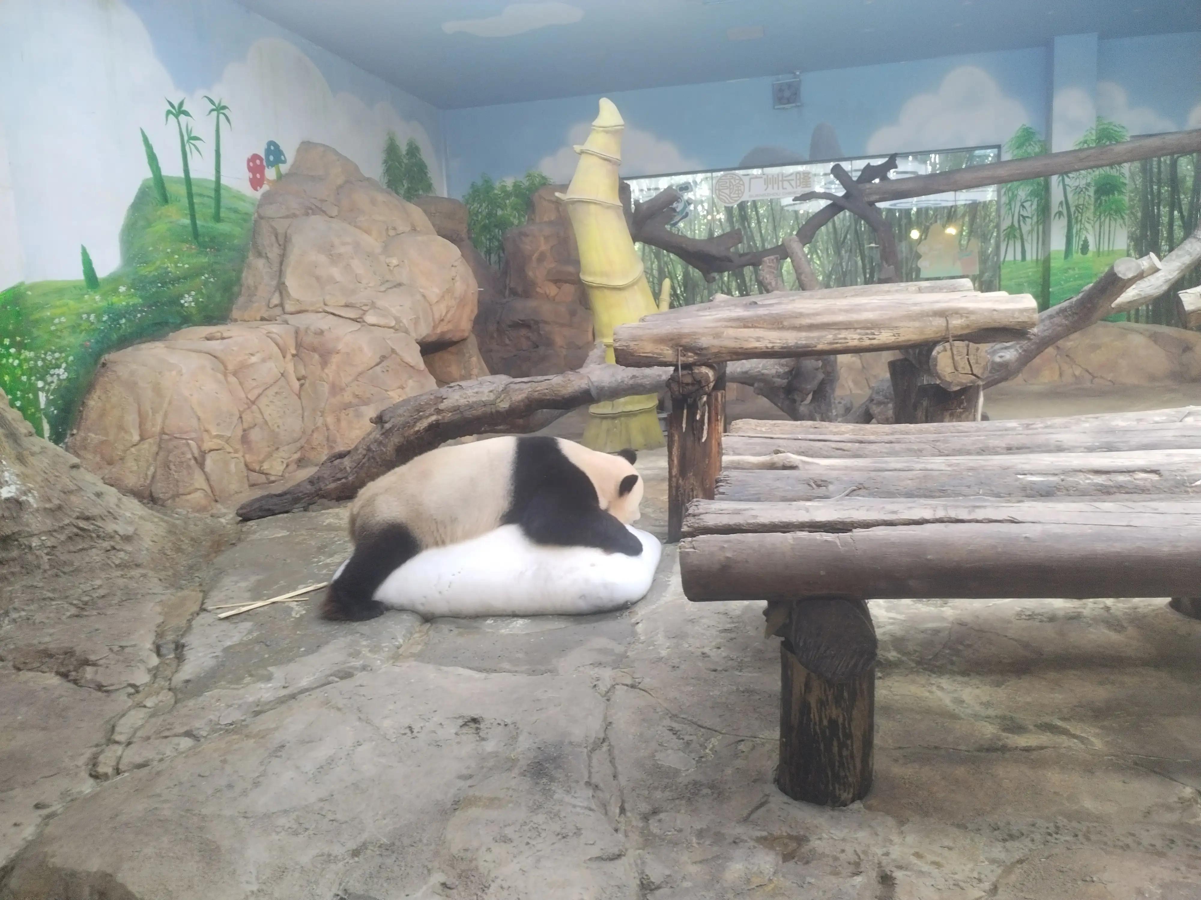 广州长隆野生动物世界景点图片,游广州长隆野生动物世界游记
