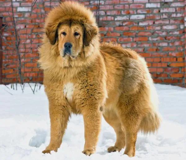 100多种名犬图片大全大图高清,100多种名犬图片大全大图