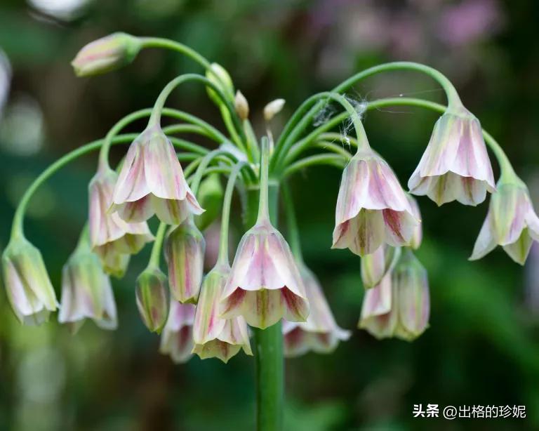 9月适合种植的花卉,初学者适宜养的10种花