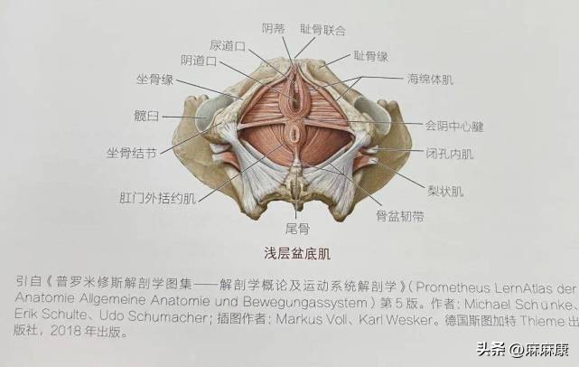 盆腔脏器脱垂的治疗方法有哪几种,子宫切除后如何预防盆腔脏器脱垂