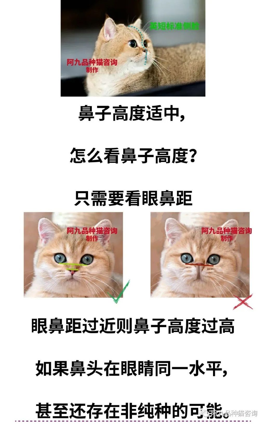 英短重点鼻子是什么样，英短鼻子有块黑色，英短猫是不是扁平鼻