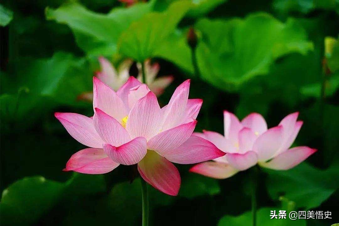 荷花出淤泥而不染濯清涟而不妖,濯清涟而不妖说的是荷花还是莲花