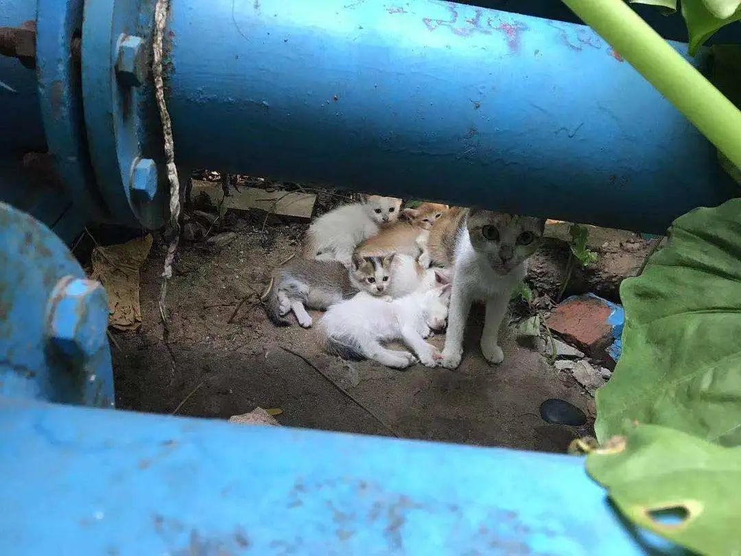 最简单的流浪猫图片大全,最美的一只流浪猫图片