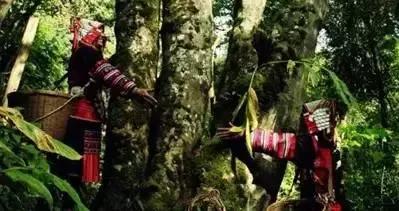 普洱茶记录,云南普洱茶的六大茶山