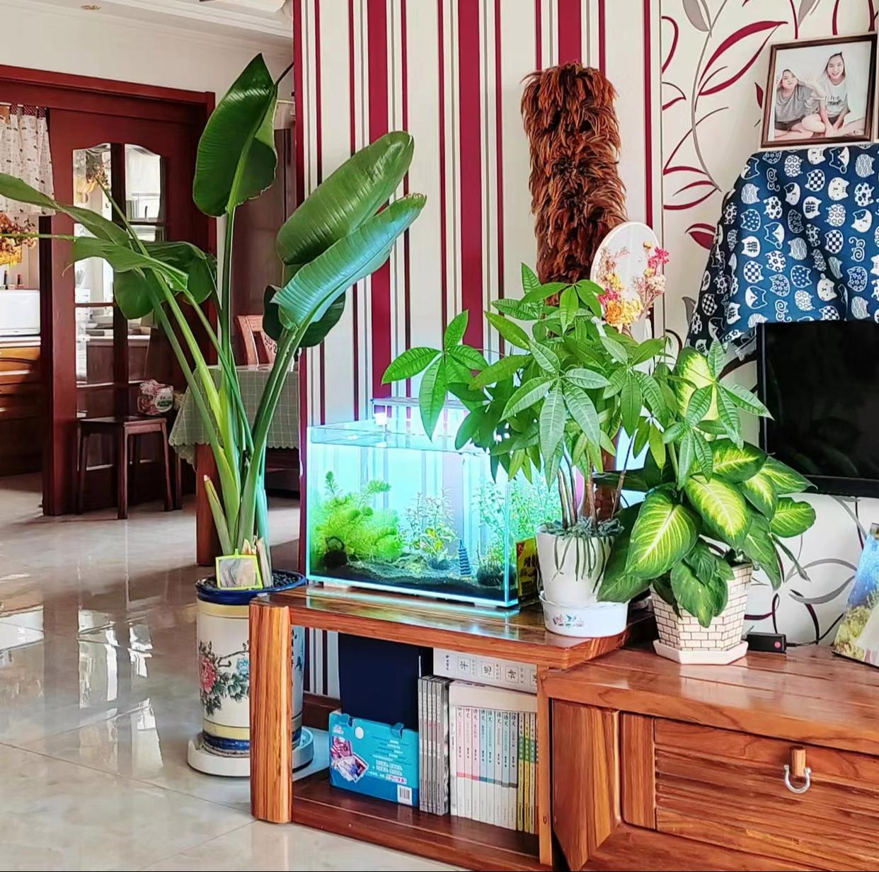 家里光线差就养这几种花,什么花散射光就可以养好